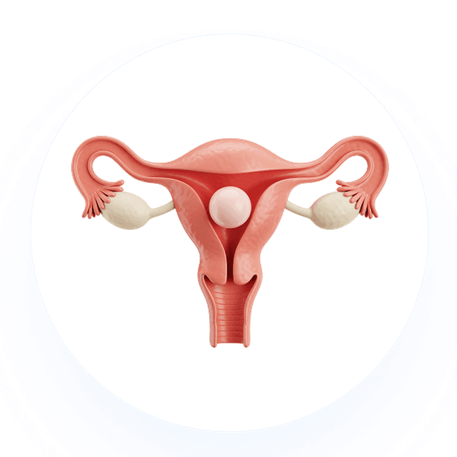 Uterus Illustration
