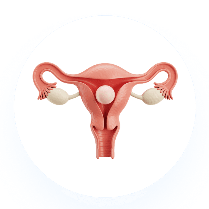 Uterus Illustration
