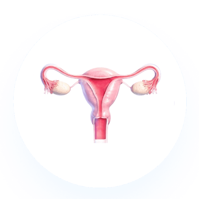 Uterus Illustration